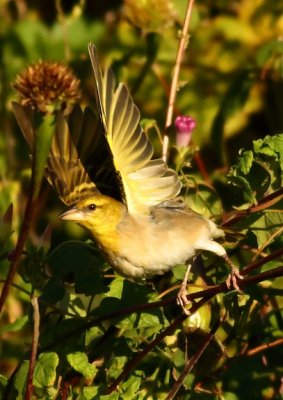 Brimestone Canary