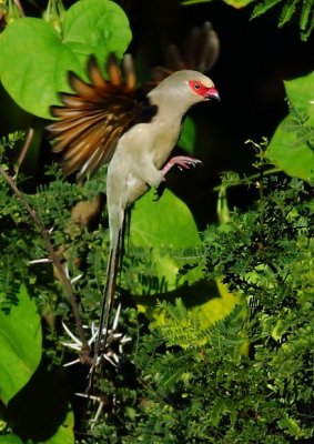 Red faced Mousebird