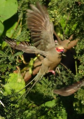 Red faced Mousebird