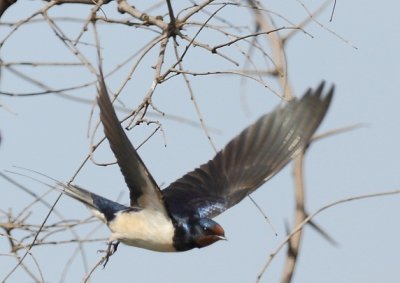 Barn Swallow
