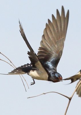 Barn Swallow