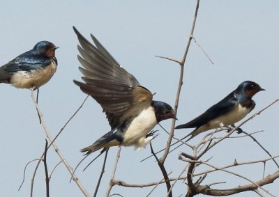 Barn Swallow