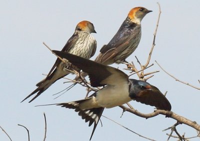 Barn and Lesser Striped Swallows