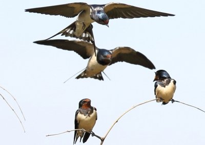 Barn Swallows