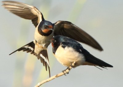 Barn Swallow