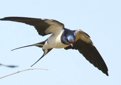 Barn Swallow