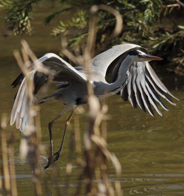 Grey Heron