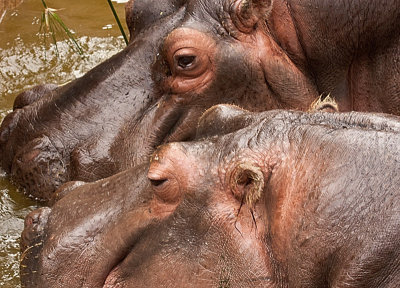 Hippos