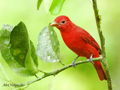 Summer Tanager 2010