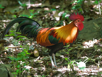 Red Junglefowl - male - 2012