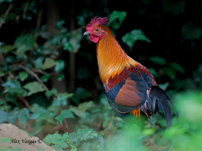 Red Junglefowl - male- 2010
