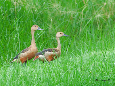 Lesser Whistling Duck -- sp 148