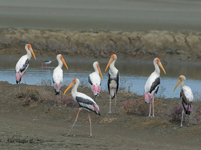 Painted Stork - 2012 - group