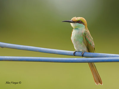 Green Bee-eater - juvenile - 2012