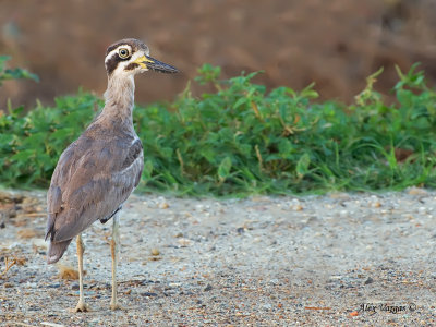 Greater Thick-knee