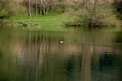 Duck