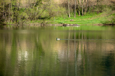 Duck