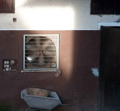 fan