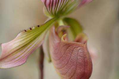 Orchidea 6