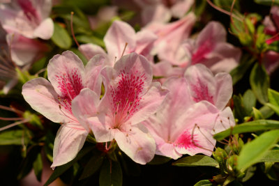 Fiori di giardino 1