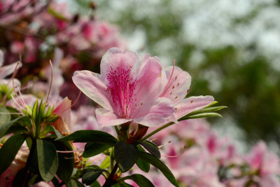 Fiori di giardino 2
