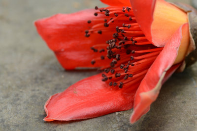 Fiore caduto