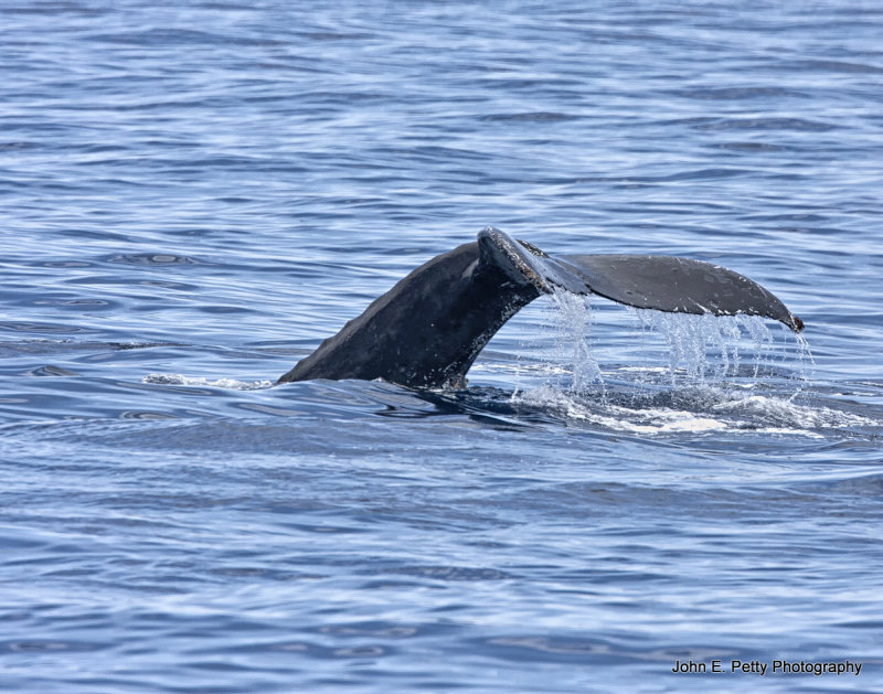 Humpback tail IMG_0930.jpg