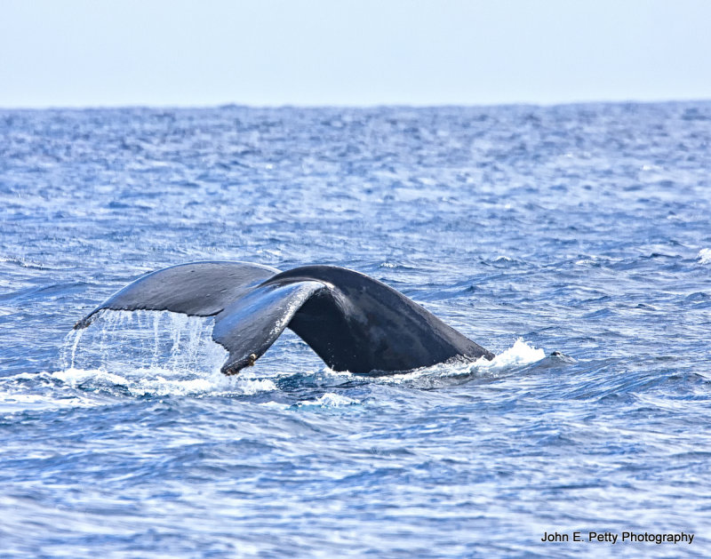 Humpback whale IMG_0502.jpg