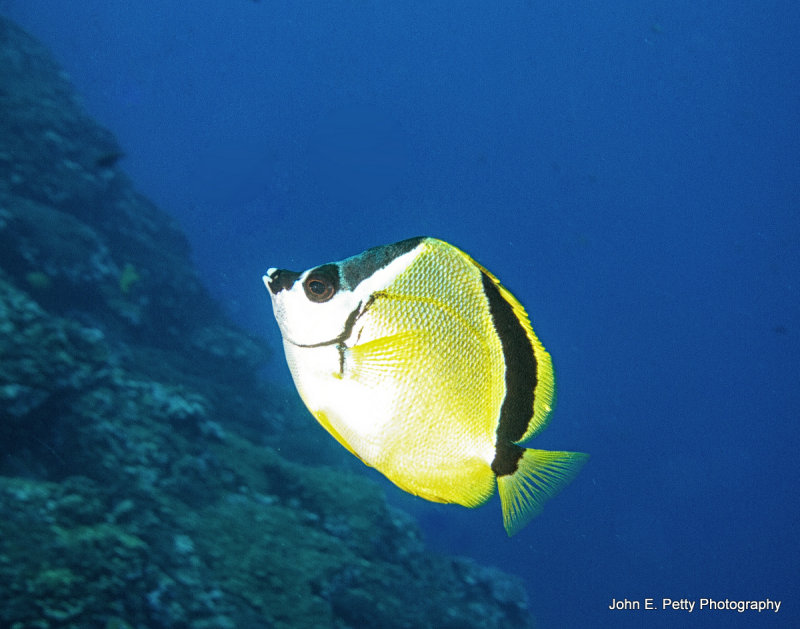 Barberfish _MG_4338.jpg