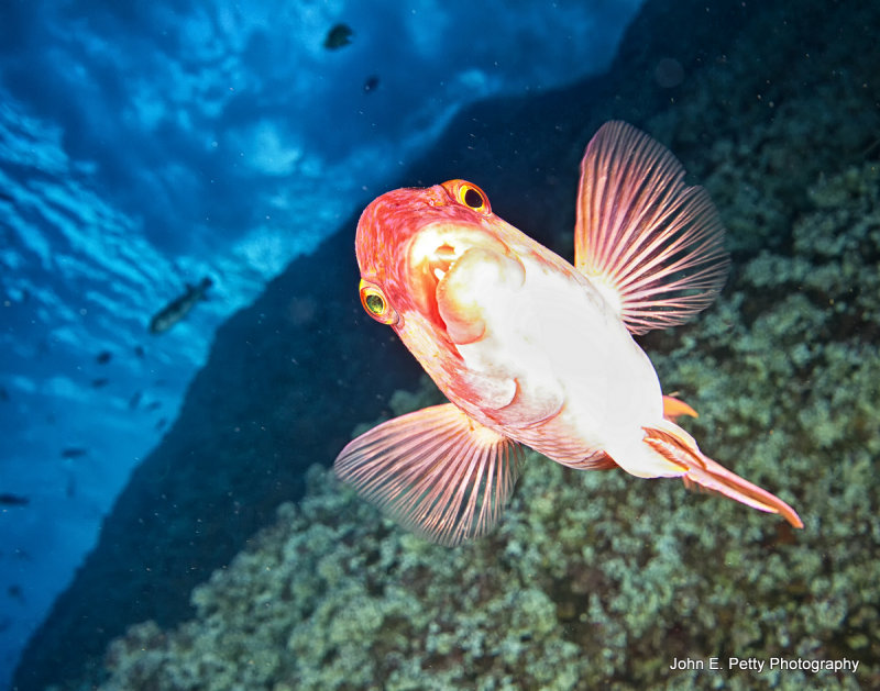 Hogfish Looking Upward _MG_4390.jpg