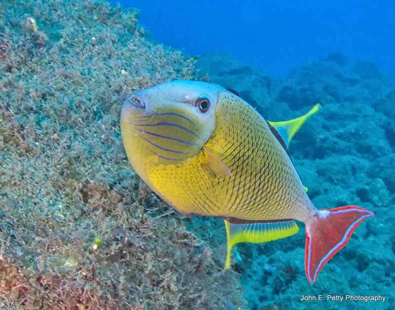 Red-tailed Triggerfish _MG_3789.jpg