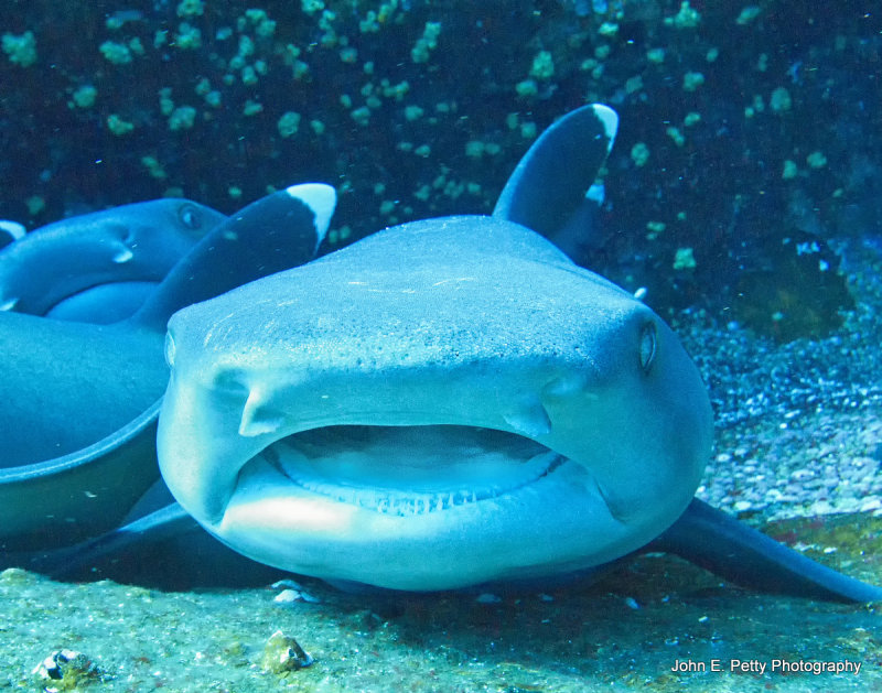Whitetip mouth _MG_4309.jpg