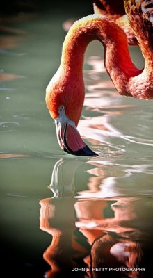 flamingo 8.0_MG_0305.jpg