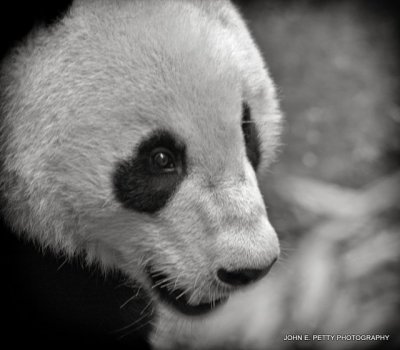Panda BW IMG_0003.jpg