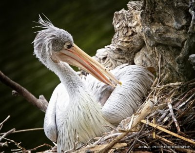 Pelican _MG_9501.jpg