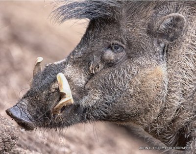 Piggy IMG_0005.jpg