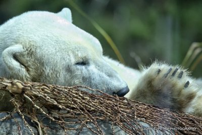 Polar_MG_9971.jpg