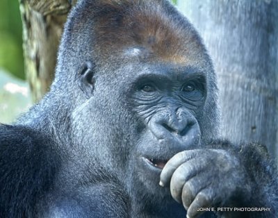 Silverback IMG_0195.jpg
