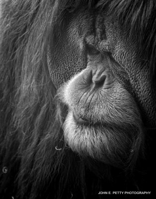 Orangutan BW_MG_0173.jpg