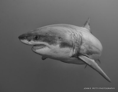 Diving with Great Whites