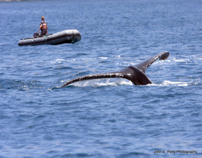 Whale Raft IMG_0890.jpg