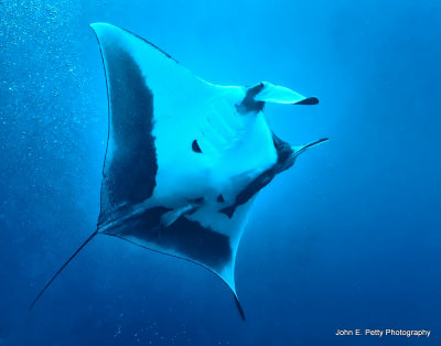 Manta Ray _MG_4247.jpg