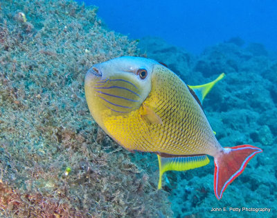 Red-tailed Triggerfish _MG_3789.jpg