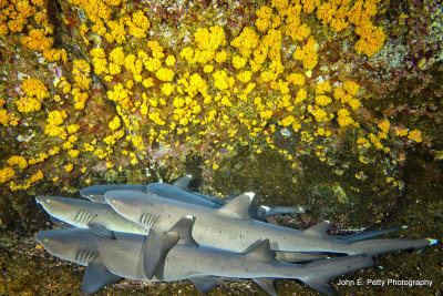 Shark cave_MG_4264.jpg