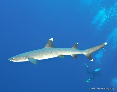 White Tip Shark _MG_4199.jpg