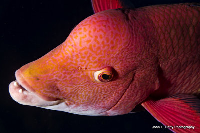 Mexican Hogfish final _MG_3995.jpg