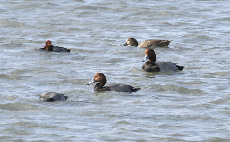 Redheads, SPI