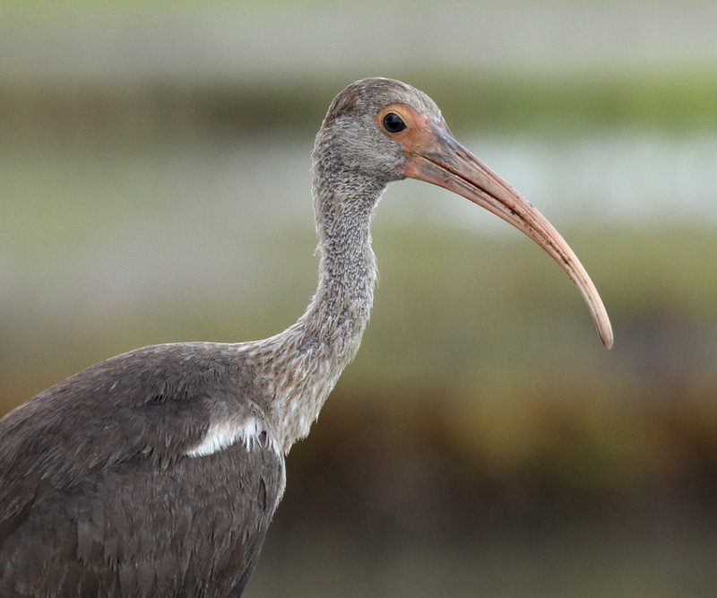 White-faced Ibis, Tule Lake, Corpus Christi 