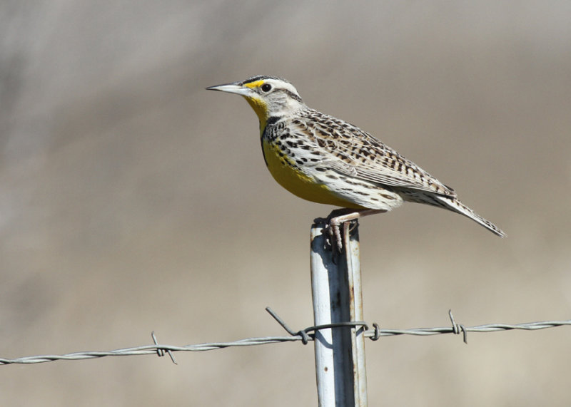 Western Meadowlark, Williamson County