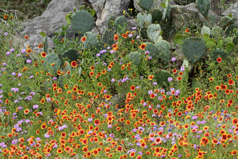 Indian Blanket, Marble Falls 